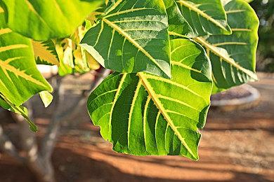 任天堂公布 NSO 高级会员库今日新增 3 款世嘉 MD 游戏 